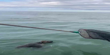 giresunlu-balikcilarin-agina-bu-kez-balik-degil-yavru-ayi-takildi-1697725809