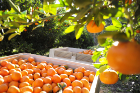 mersin-tariminin-can-damari-narenciye