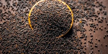 656043f2b5c88267__w1200xh675