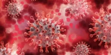 japonyada_ilk_maymun_cicegi_vakasi_tespit_edildi_1658751213_6305