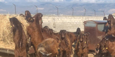 Devlet Üretme Çiftlikleri Dairesi