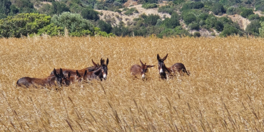 WhatsApp Image 2024-05-27 at 08.26.38