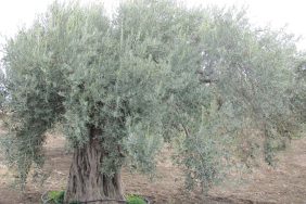 zeytin-agaci