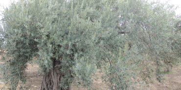 zeytin-agaci