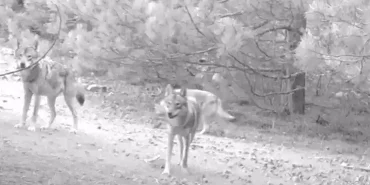 6678572fdf483b2b9952d60a