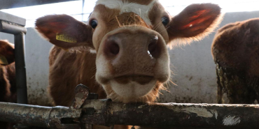 buyukbas-hayvan-aa-1515598