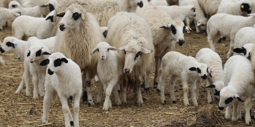 thumbs_b_c_d244f078d28d97a2a79b1b7e0151928e