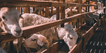 9678254001773-631-kucukbas-2