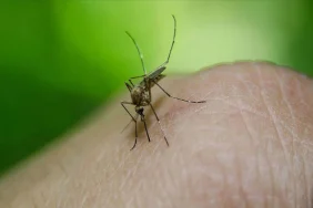 turkiye-de-6-kiside-goruldu-bati-nil-virusu-nedir-belirtileri-nelerdir