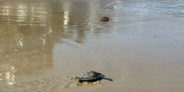 WhatsApp Image 2024-11-09 at 10.41.15