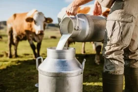 quot-sut-ureticileri-zor-durumda-quot-950294