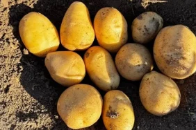 v2kbrshaberler7890747758-1733414887