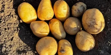 v2kbrshaberler7890747758-1733414887