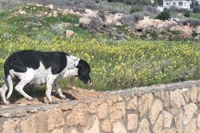 1739610409707Güzelyurt Hayvanları Koruma Derneği