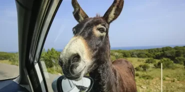 kktc-karpaz-esekleri