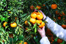 231222G1lx2TuI_narenciye-ne-demek-narenciye-turleri-neler-13543169-1759-amp-1645351635