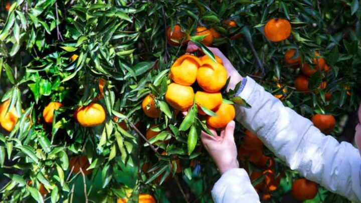 Narenciye Üreticileri Birliği Derneği: Tedbir alınmaması halinde ürün dalında kalabilir