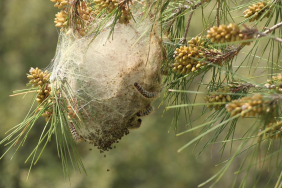 Muğla'da çam kese böceği ile biyolojik mücadele yapılıyor