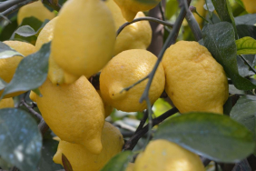 limon-hasadi-hatay-aa-2015512