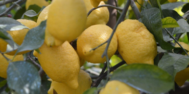limon-hasadi-hatay-aa-2015512