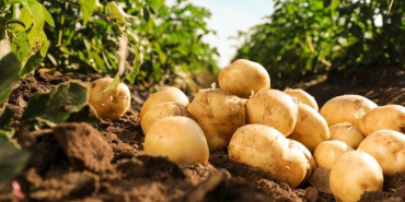 patates-hangi-mevsimde-yetisir-ba979399-c219-48dd-8397-d6b05284ffc7