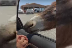 v2yeniproje-2025-06-10t143634590_1749555437