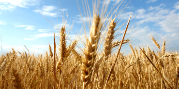 1753457793008zahire arpa