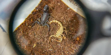 68c2a052a0438321__w1200xh854