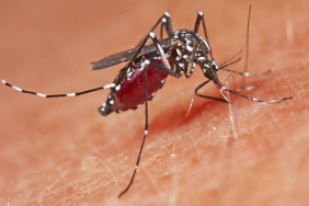 sivrisinek-depo-1890970