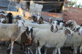 1763990682415WhatsApp Image 2025-11-24 at 15.23.17