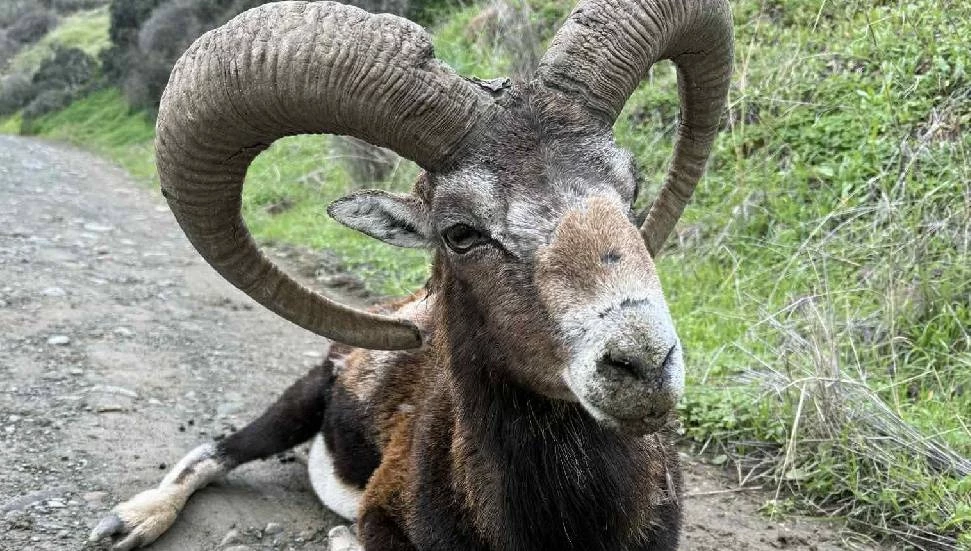 Yeşilırmak’ta bulunan yaşlı muflon yaşam mücadelesi veriyor