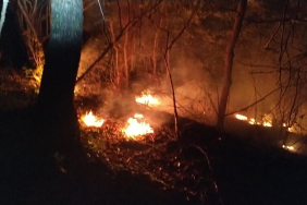 orman-yangini-1476649