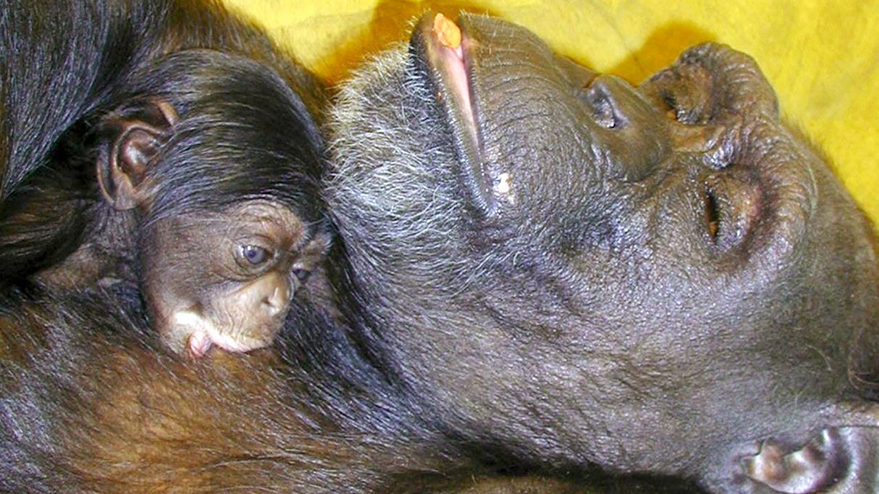 Çince ve İngilizce okuyabilen “dahi” şempanze Ai 49 yaşında öldü