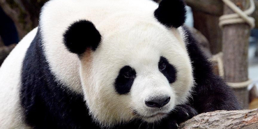 thumbs_b_c_e71312d0ed2df5ad70279d19cea8e428