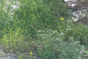 1770707645987LEFKE ÇEVRE VE EKOLOJİ2