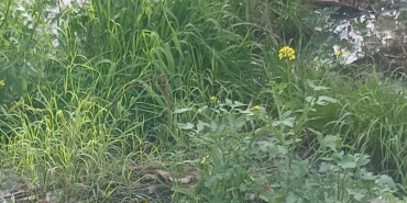 1770707645987LEFKE ÇEVRE VE EKOLOJİ2