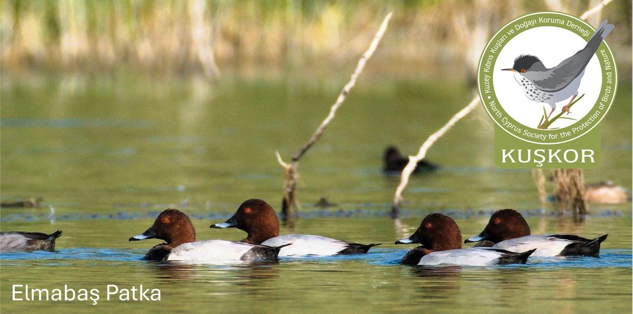 KUŞKOR ve BirdLife Cyprus, kış ortası su kuşu sayımı yaptı