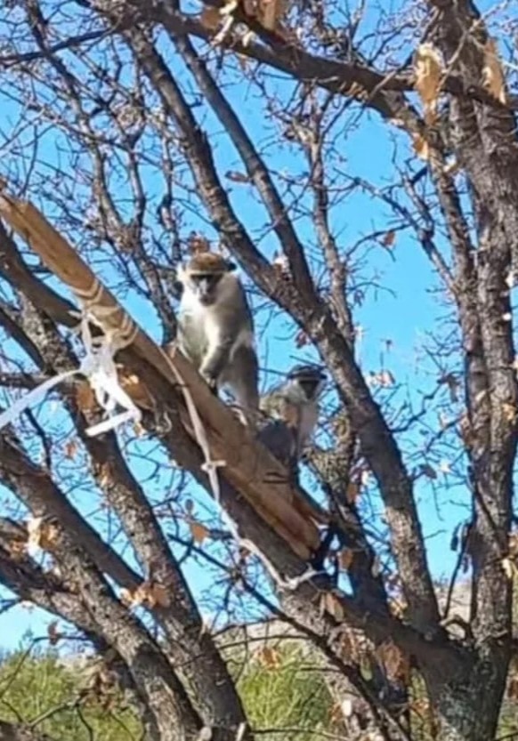 “Kaçak maymun” vakalarına bir yenisi daha eklendi!