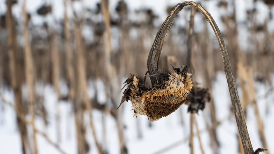 WFP uyardı: İran merkezli çatışmalar küresel açlık riskini rekor seviyeye taşıyabilir