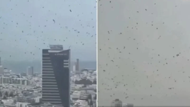 Uğursuzluk alameti: Tel Aviv’de karga paniği!