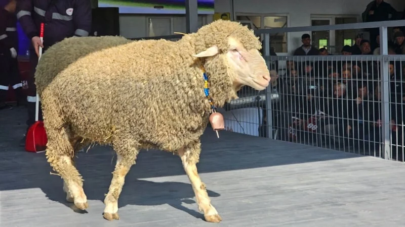 Balıkesir’de nefes kesen açık artırma!