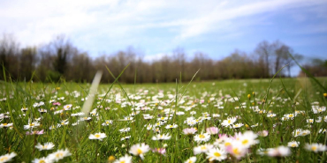 papatya-bahar-kirklareli-aa-2033492