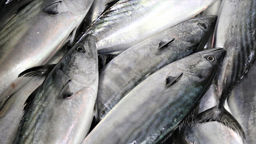 Güney Kıbrıs’ta balıklar kötü hava koşulları sebebiyle balık çiftliğinden denize kaçtı