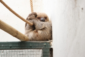 thumbs_b_c_5df1780e2c8673838589e5270d8c549b