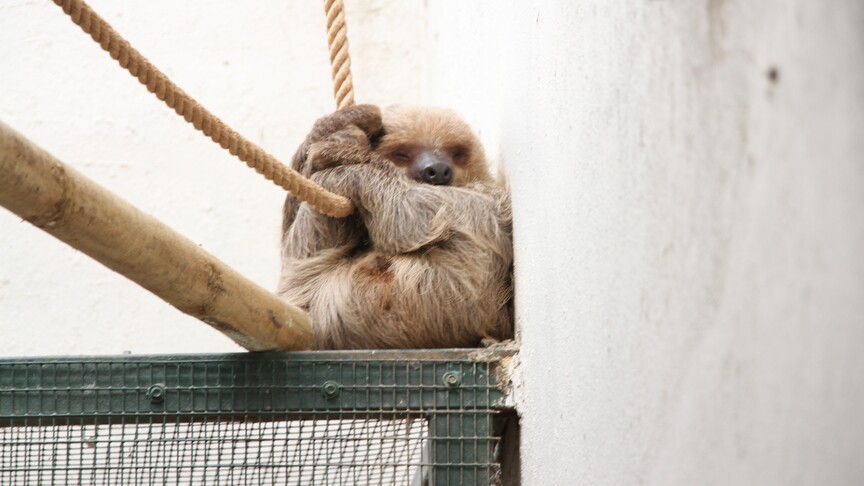ABD’de 31 tembel hayvanın “uygun koşullarda tutulmadıkları” için öldüğü bildirildi