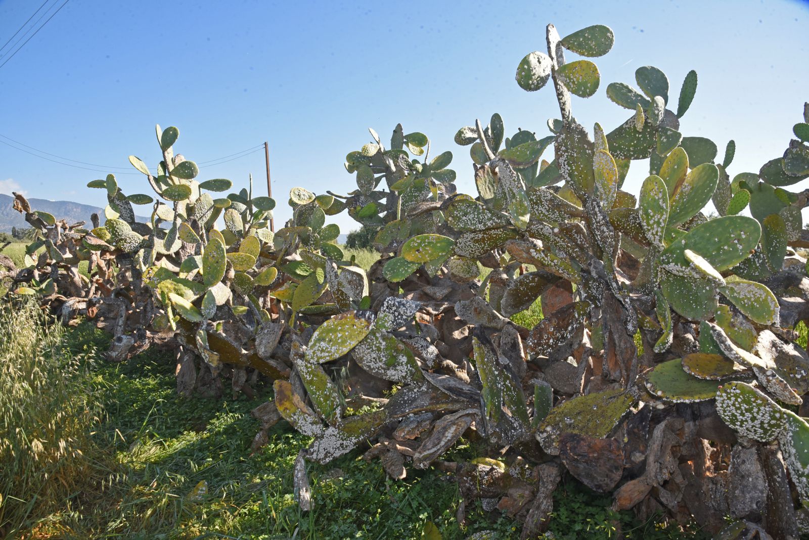 Babutsa koşniline karşı doğaya ilk kez avcı böcek bırakıldı